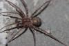 Tegenaria ramblae